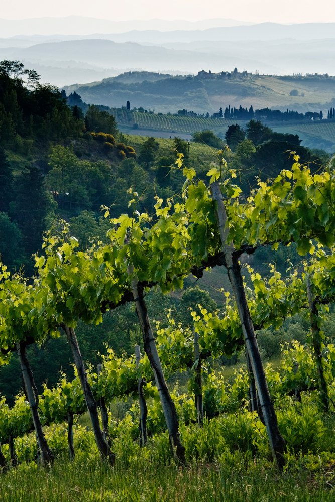 Rows of green grapevines grow on a terraced hillside vineyard with rolling Tuscan hills and a hilltop village in the background, Tuscany, Italy.