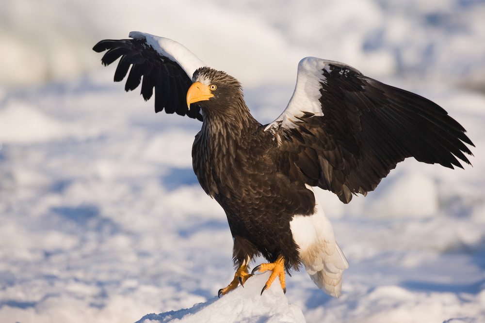 Steller's sea eagle with wings spread perched on snow near Nemuro Channel, Hokkaido during winter, Japan, Asia.