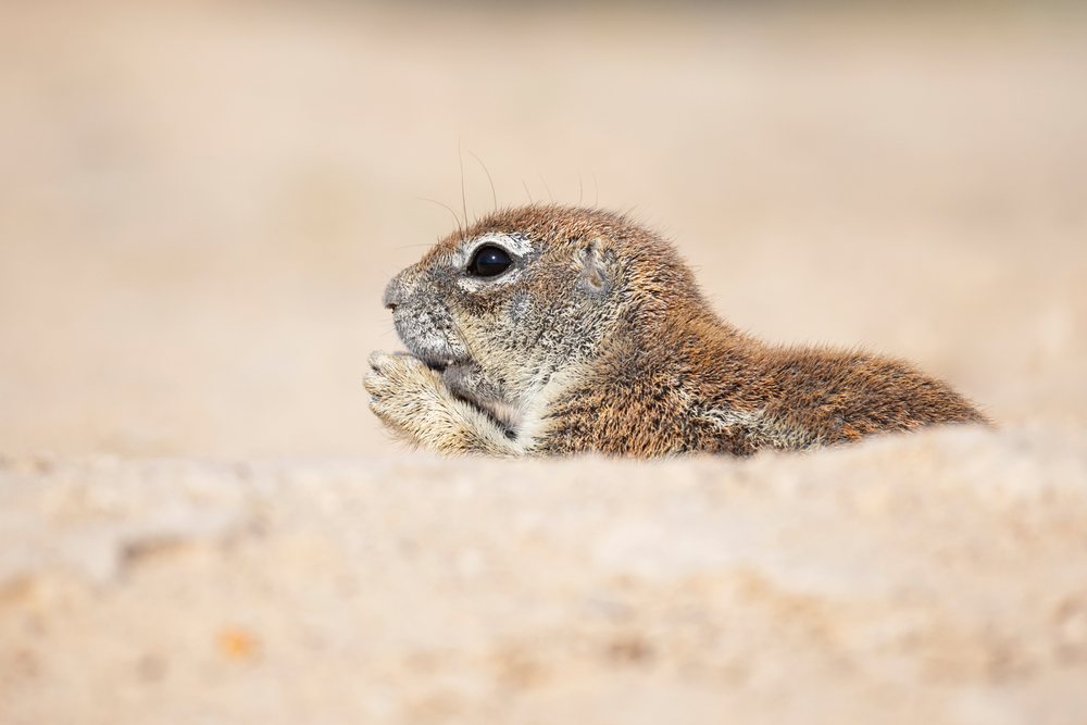 African Ground Squirrel peeks above sand in the Kalahari Desert at the Kalahari Research Center, Wildlife, Vanzylsrus, Northern Cape, South Africa.