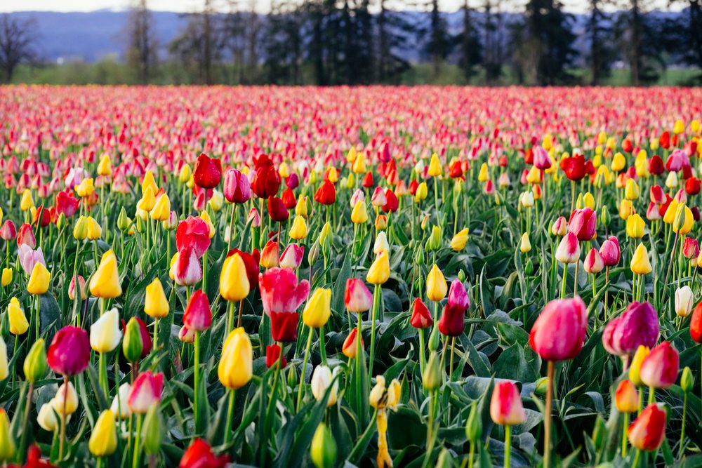 Field of blooming red, yellow, and pink tulips in a rural outdoor landscape with trees and hills in the background, USA.