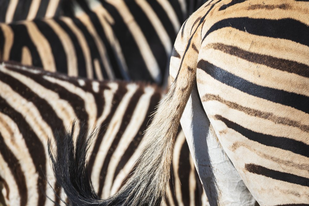 Close-up of a zebra's tail and striped fur, landscape, wildlife, Etosha National Park, Kunene Region, Namibia.