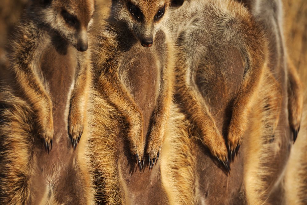 Closeup showing detailed texture of Meerkat claws and fur at the Kalahari Research Center, Wildlife, Vanzylsrus, Northern Cape, South Africa.