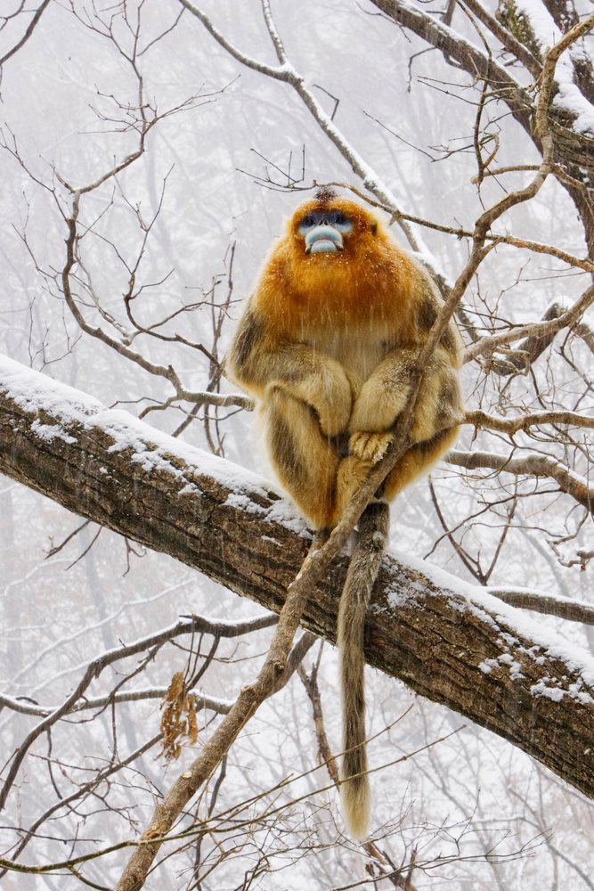 Golden monkey with orange and yellow fur sitting on a snow-covered tree branch in the Qinling Mountains during winter, Shaanxi Province, China.