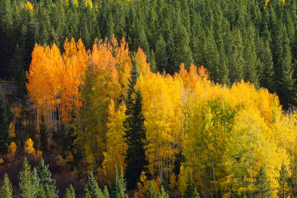 Autumn aspen trees showing yellow and orange leaves contrast with green evergreens in a mixed forest, fall colors, Durango, Colorado, USA.