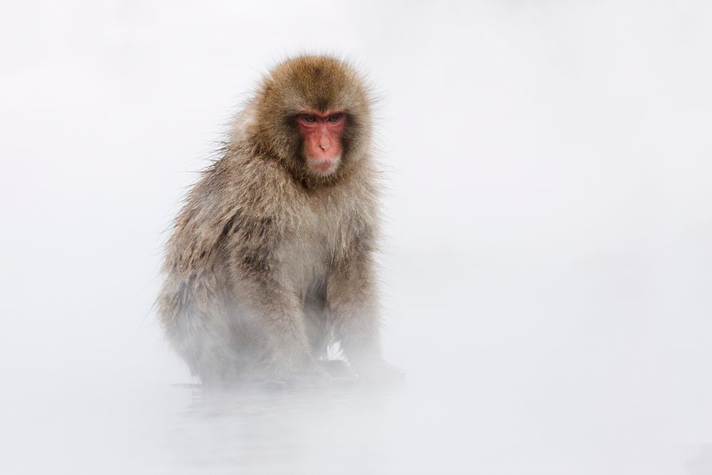 Japanese macaque sits in a steaming hot spring during cold weather, Nagano, Japan.