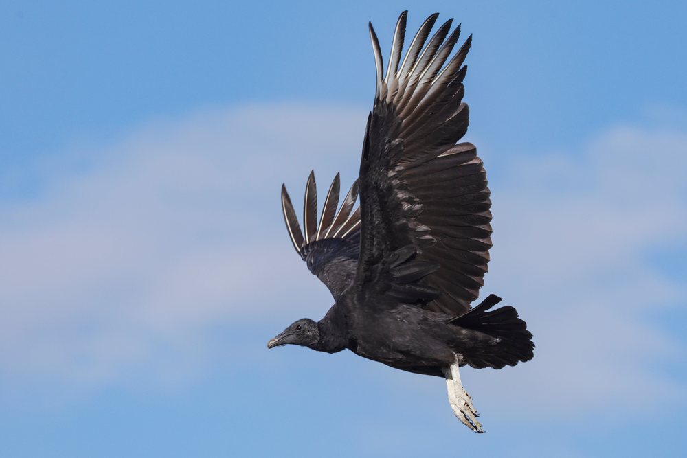 Black Vulture soaring with wings fully spread over Santa Clara Ranch, Wildlife, Rio Grande Valley, Texas, USA.