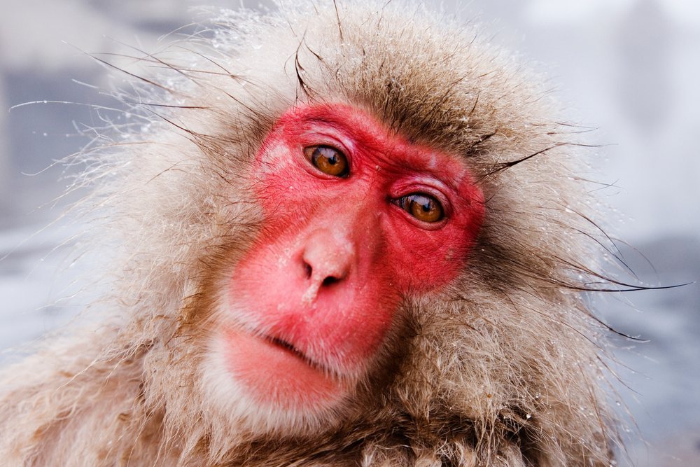 Closeup of a Japanese macaque with red face and wet fur in a snowy winter wildlife setting, Japan, Asia.