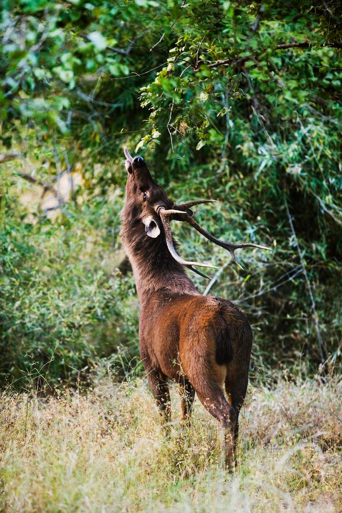 Male sambar deer with antlers browses green tree leaves while standing in forest grass under morning light.