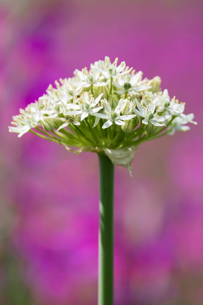 White flower cluster on a green stem outdoors with a purple blurred background, Ricadi, Calabria, Italy.