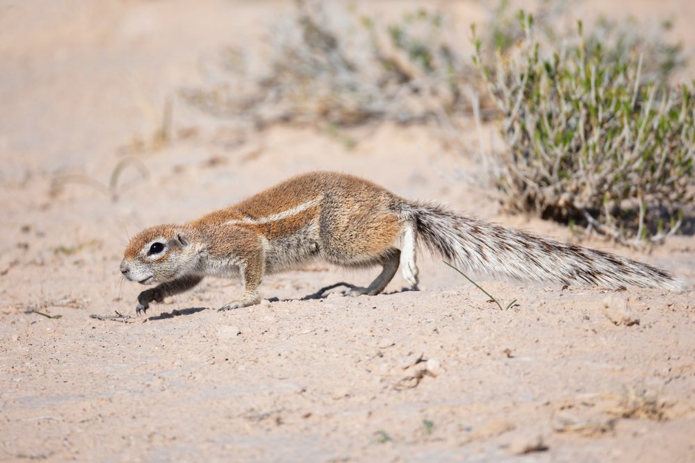 African Ground Squirrel walking on sand with dry bushes in the Kalahari Desert, Wildlife, Vanzylsrus, Northern Cape, South Africa.