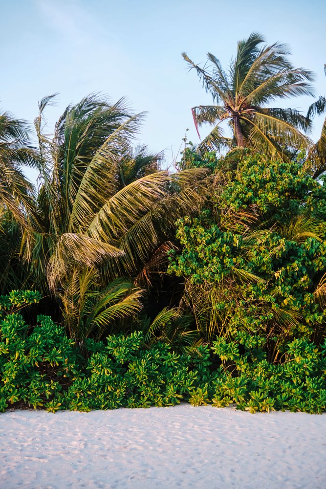 Lush tropical palm trees and greenery on a white sandy beach