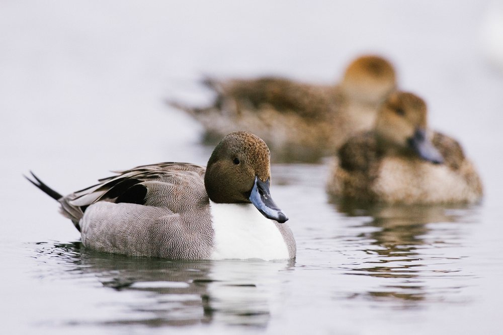 Northern pintail ducks swim on a pond during the winter wildlife season with reflections visible on the water, Japan, Asia.