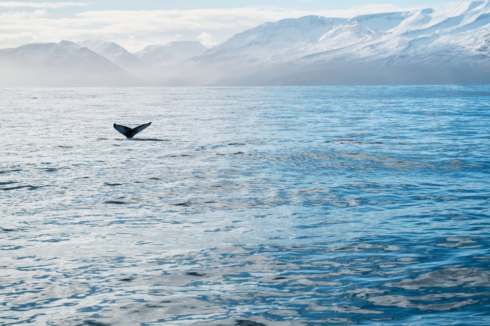 A whale's tail is visible as it dives into the ocean with snow-covered mountains in the background, Iceland.