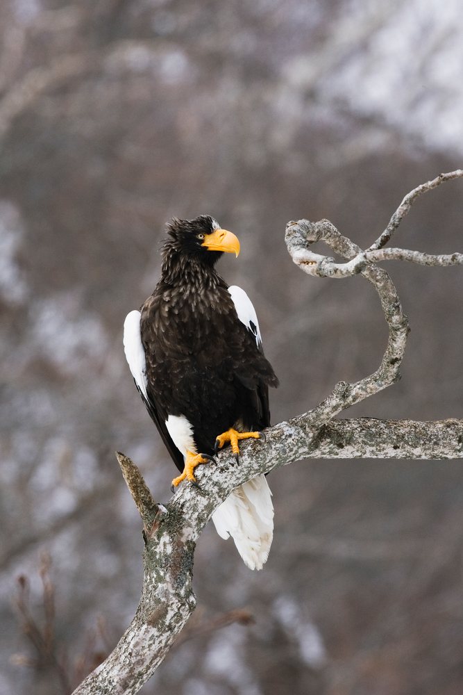 Steller's sea eagle perched on a lichen-covered tree branch in a winter forest, Japan, Asia.