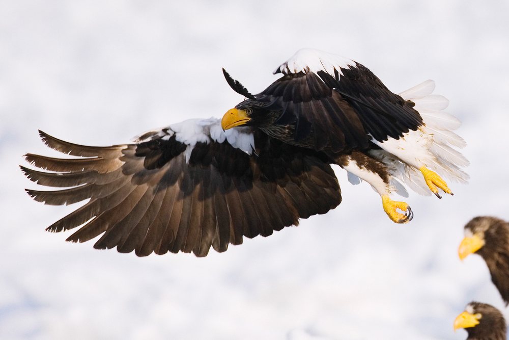 Three Steller's sea eagles flying with wings spread over snow during winter wildlife season, Japan, Asia.