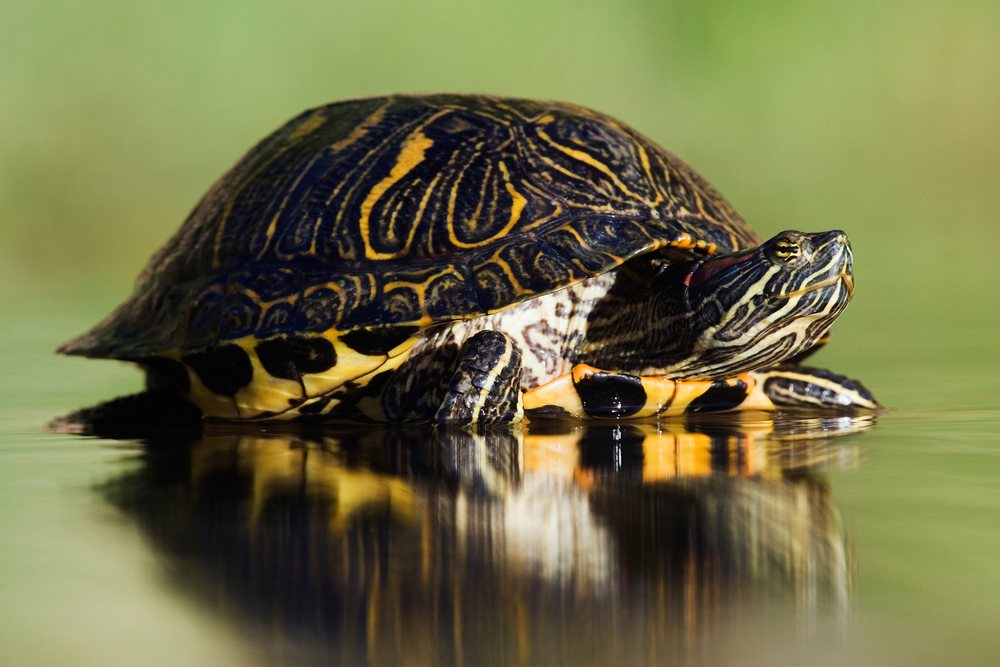 Red-eared slider turtle resting on the water surface with clear reflection, wildlife, Texas, USA.
