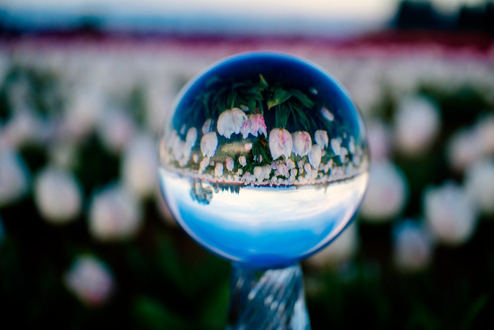 Crystal ball reflecting white and pink tulips in an outdoor garden field on a spring day, WA, USA.