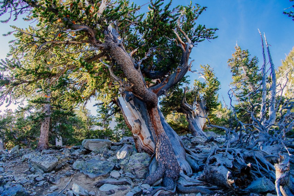 Twisted pine tree growing on a rocky mountain slope with clear blue sky in Great Basin, endorheic watersheds, North America, USA.