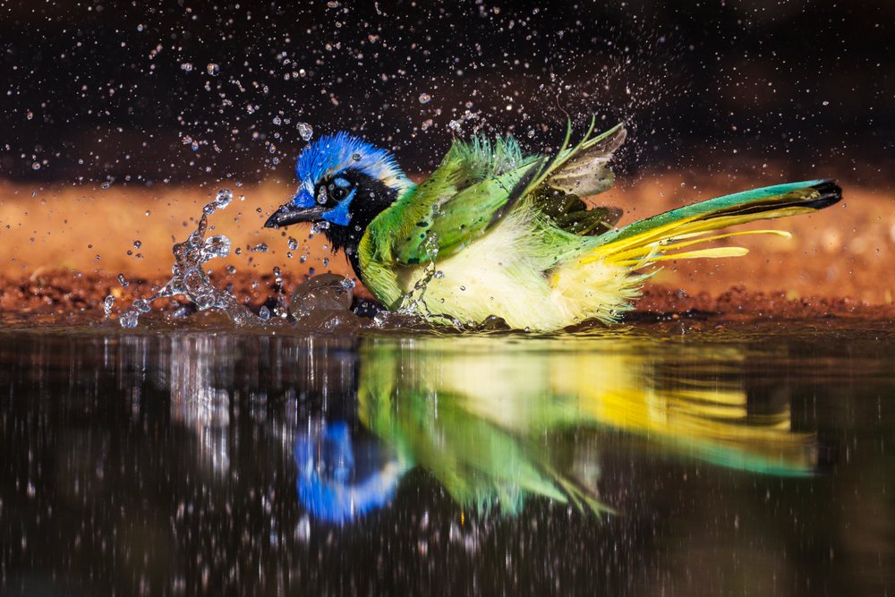 Green Jay bird splashes and bathes in water at Santa Clara Ranch, showing vibrant colors and reflection, Wildlife, Rio Grande City, Texas, USA.