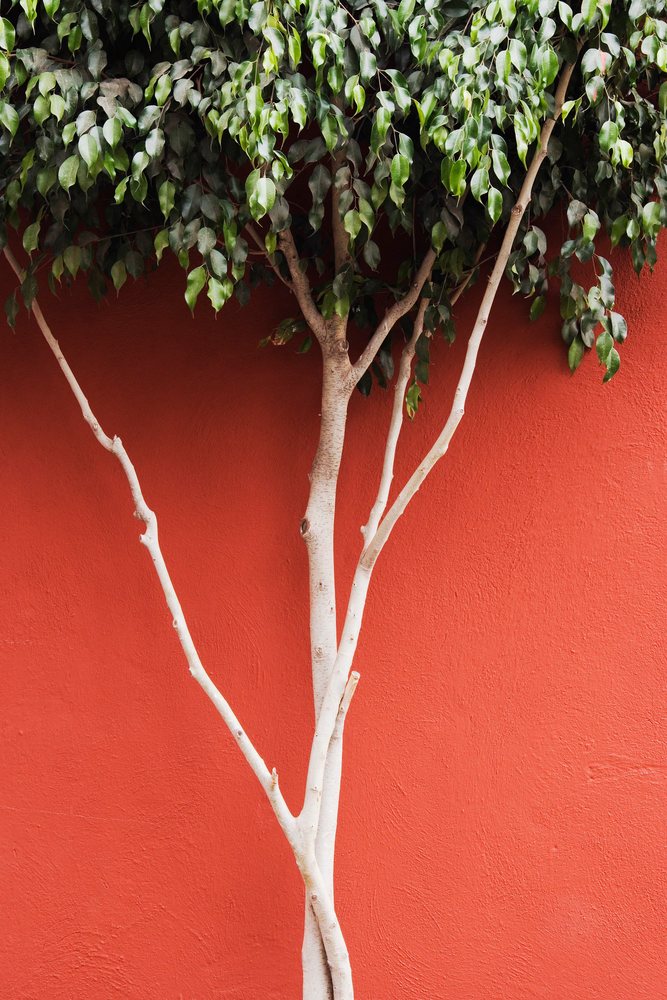 Tree with green leaves growing against a textured red wall outdoors.