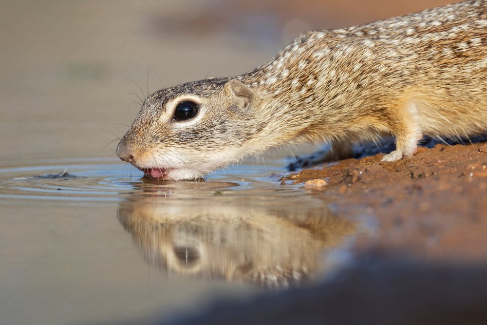 Mexican ground squirrel drinks at a waterhole with dry soil and muddy bank in Santa Clara Ranch, Wildlife, McCook, Texas, USA.