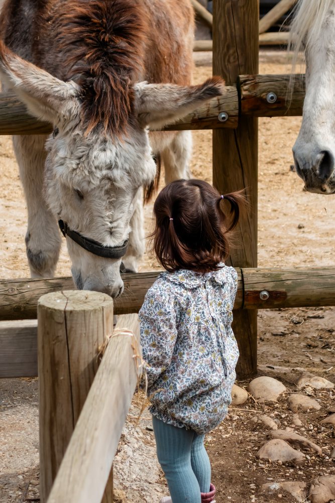 Child in a floral dress and pigtails feeds a donkey through a wooden fence at an outdoor animal enclosure, kids, Spain.