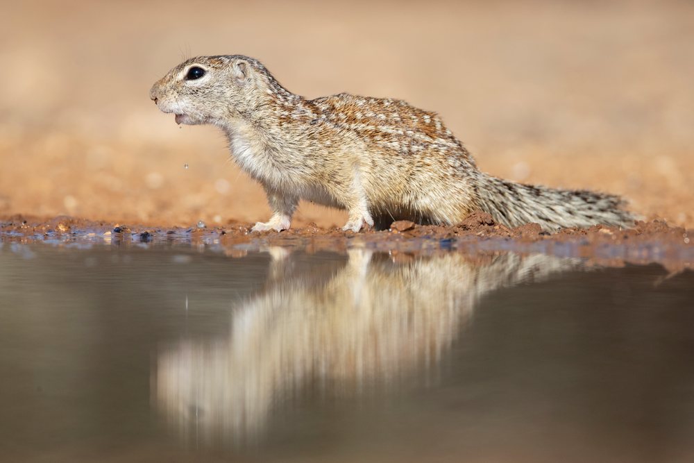 Mexican ground squirrel drinking water at a desert waterhole, Wildlife, McCook, Texas, USA.