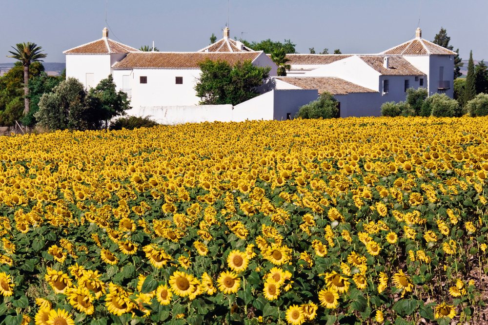 Blooming sunflowers cover a field before a white farmhouse with palm trees under a clear blue sky, Andalucia, Spain.
