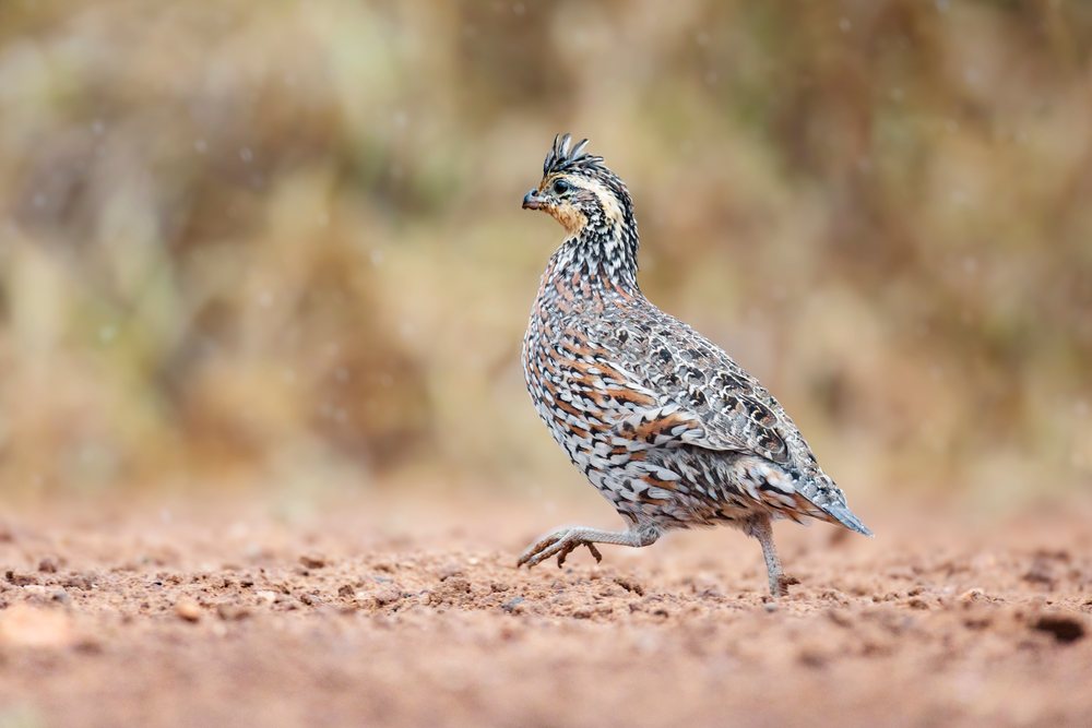 Bobwhite quail running on brown soil in an outdoor natural environment at Santa Clara Ranch, Wildlife, Rio Grande City, Texas, USA.