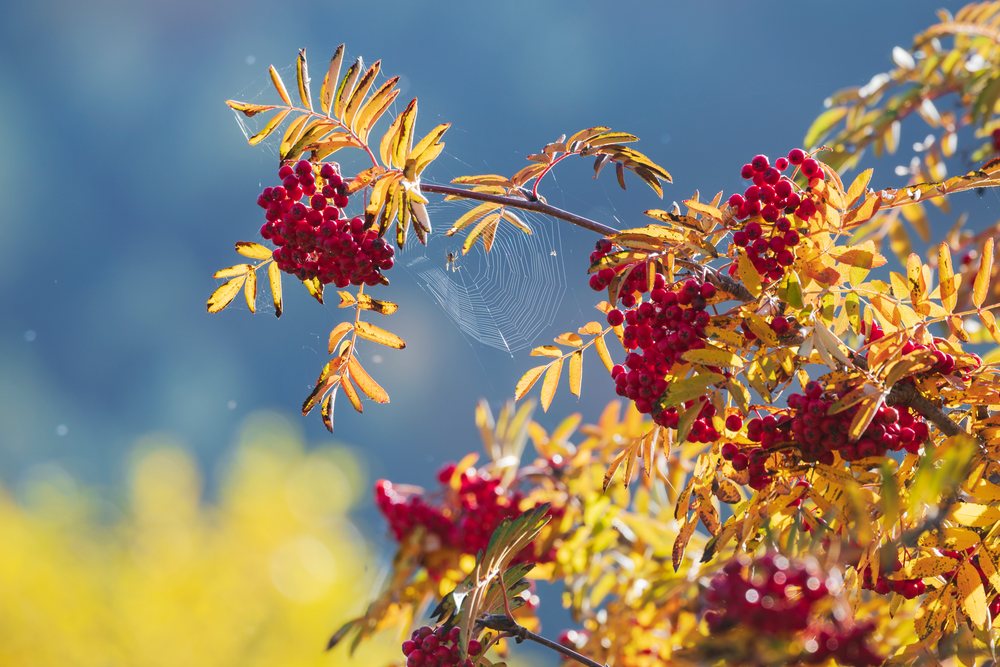 Rowan tree branch with clusters of red Berries, yellow autumn leaves, and a spider web, Kazbegi, Georgia.