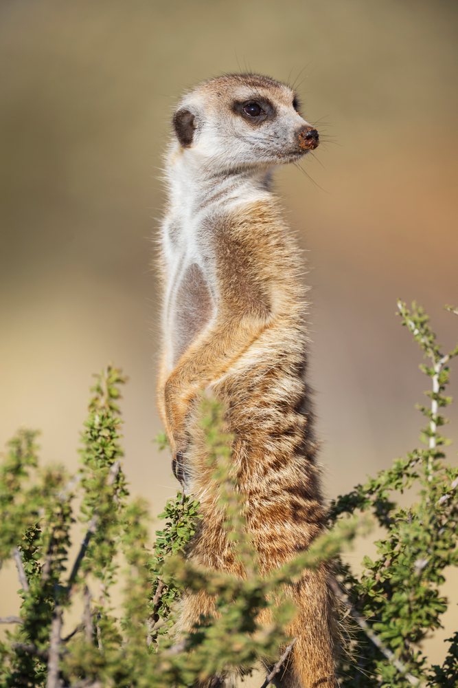 Meerkat stands alert among bushes in the Kalahari Desert, Wildlife, Vanzylsrus, Northern Cape, South Africa.