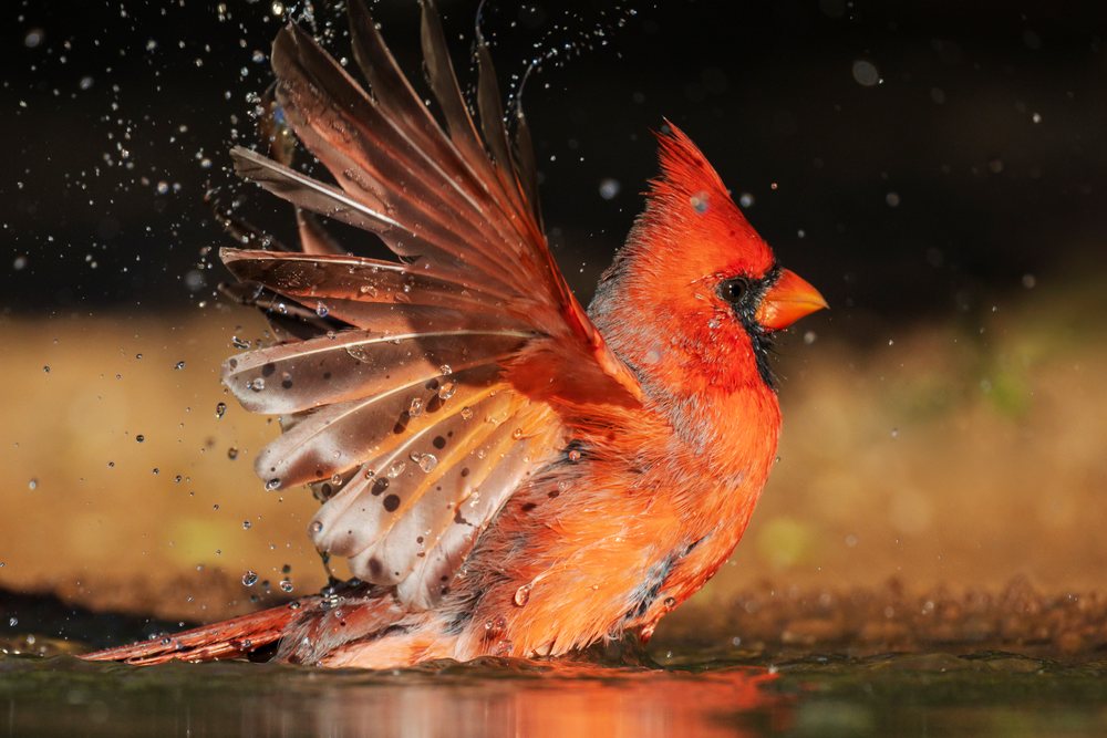 Male Cardinal bathing with wings extended and splashing water at Santa Clara Ranch, Wildlife, Rio Grande City, Texas, USA.