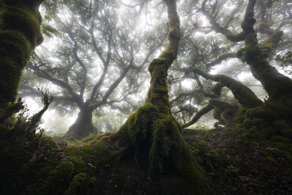 A foggy forest with moss-covered trees and dense foliage on Madeira Island creates a mystical natural scene.