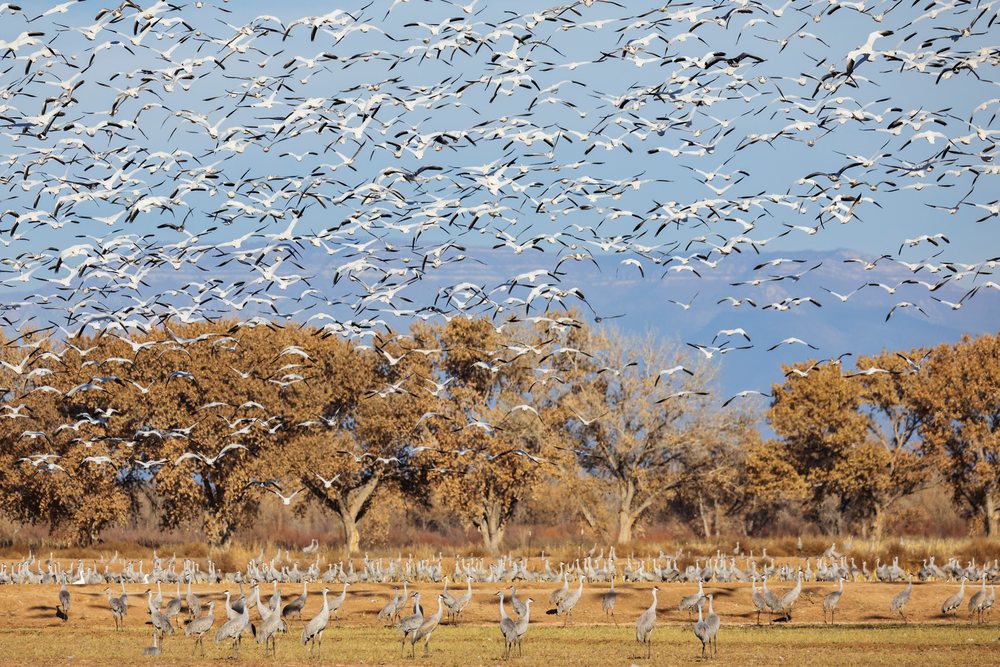 Large flock of snow geese flies above numerous sandhill cranes standing in a dry grassy open field at Ladd S Gordon Waterfowl Complex, landscape, wildlife, Bernardo Waterfowl Management Ar, New Mexico, USA.