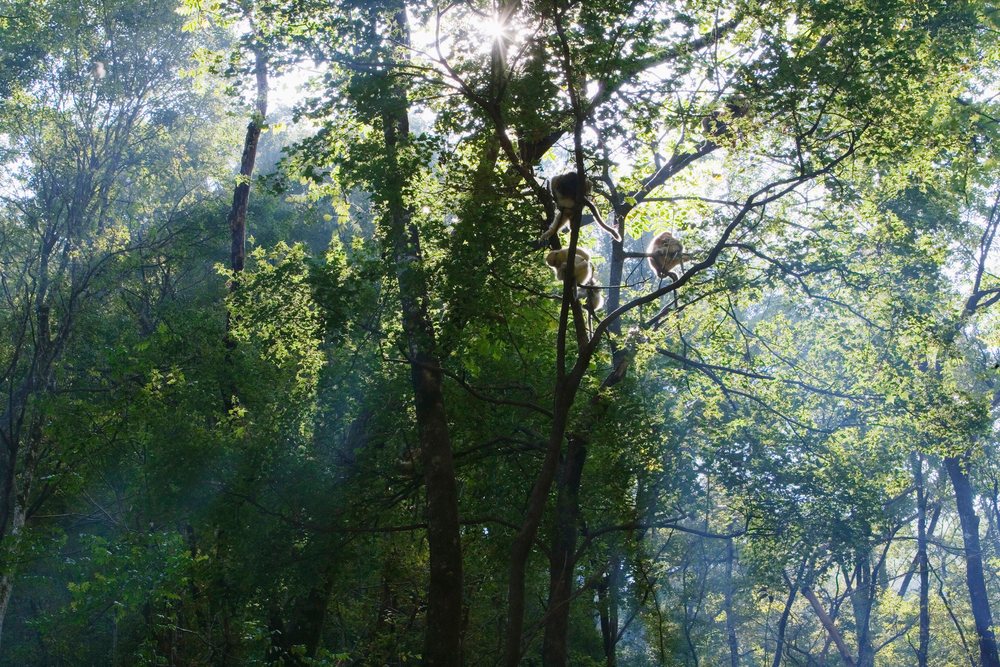 Group of golden monkeys perched on tree branches in a lush forest with sunlight filtering through, Shaanxi Province, China.