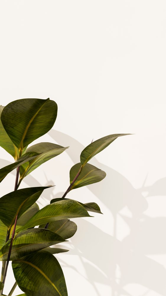 Green plant leaves with natural shadows are displayed on a clean white surface under natural light.