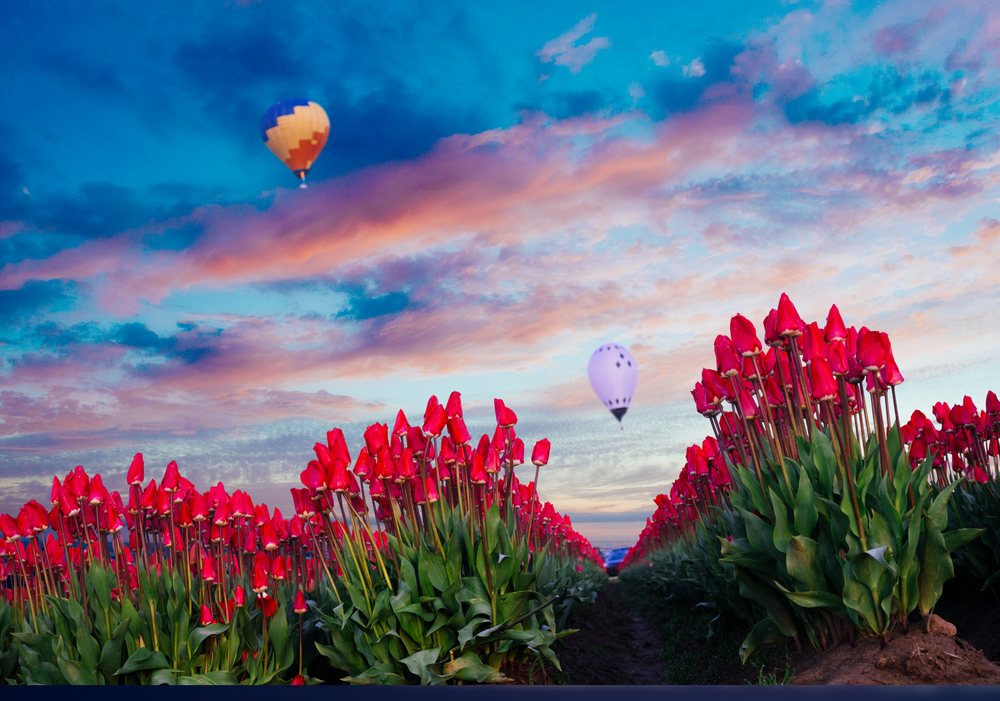 Two hot air balloons fly over a blooming red tulip field under a colorful sunset sky, USA.