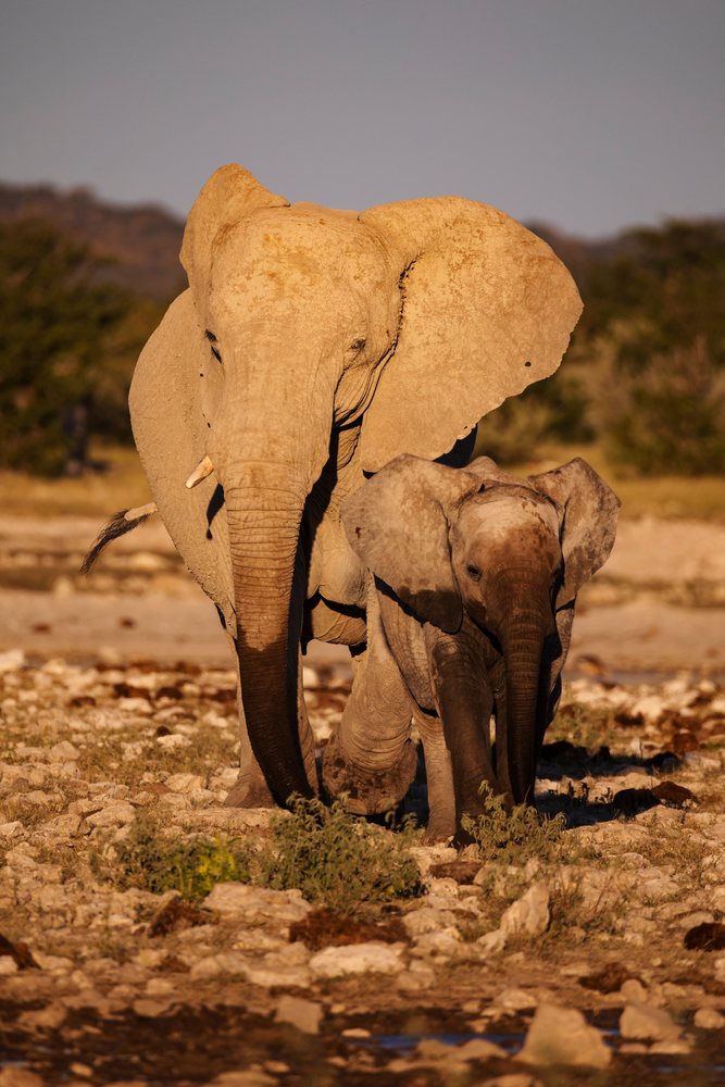 Adult Elephant and her young walk together in the savanna landscape of Etosha National Park, during daylight, Dolomite Camp, Kunene Region, Namibia.