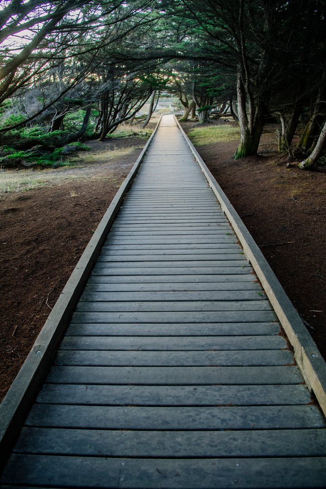 Wooden boardwalk trail extends through a dense forest in northern Oregon and, California, USA.