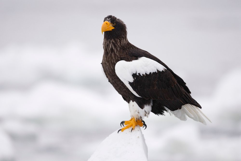 Steller's sea eagle perches on a snow-covered rock near the Nemuro Channel on the Shiretoko Peninsula, Hokkaido, Japan.