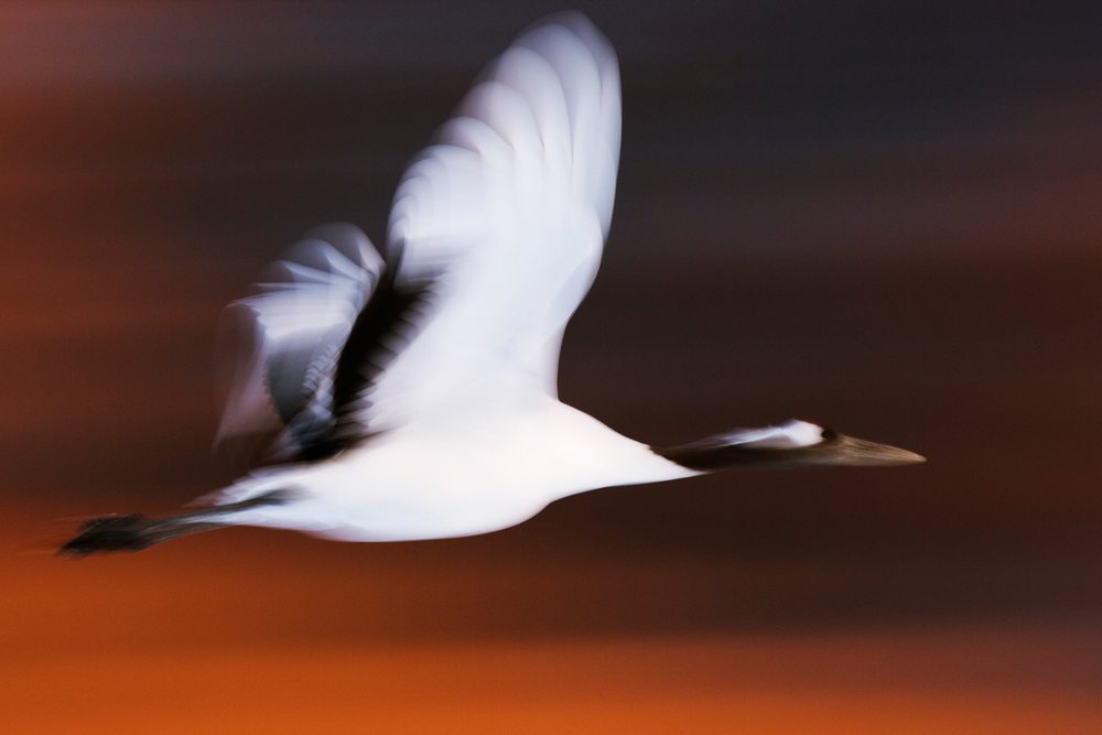 Red-crowned crane flying with motion blur against a brown sky at sunset, winter, wildlife, Japan, Asia.