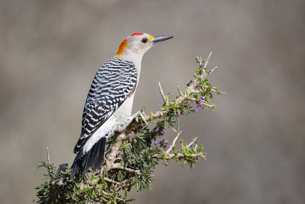 Golden-Fronted Woodpecker perched on a blossoming huisache bush branch at Santa Clara Ranch in South, Wildlife, McCook, Texas, USA.