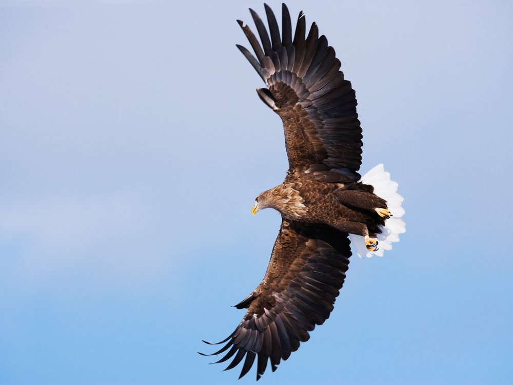 White-tailed eagle soars with wings spread against a clear sky over, Hokakido, Japan.