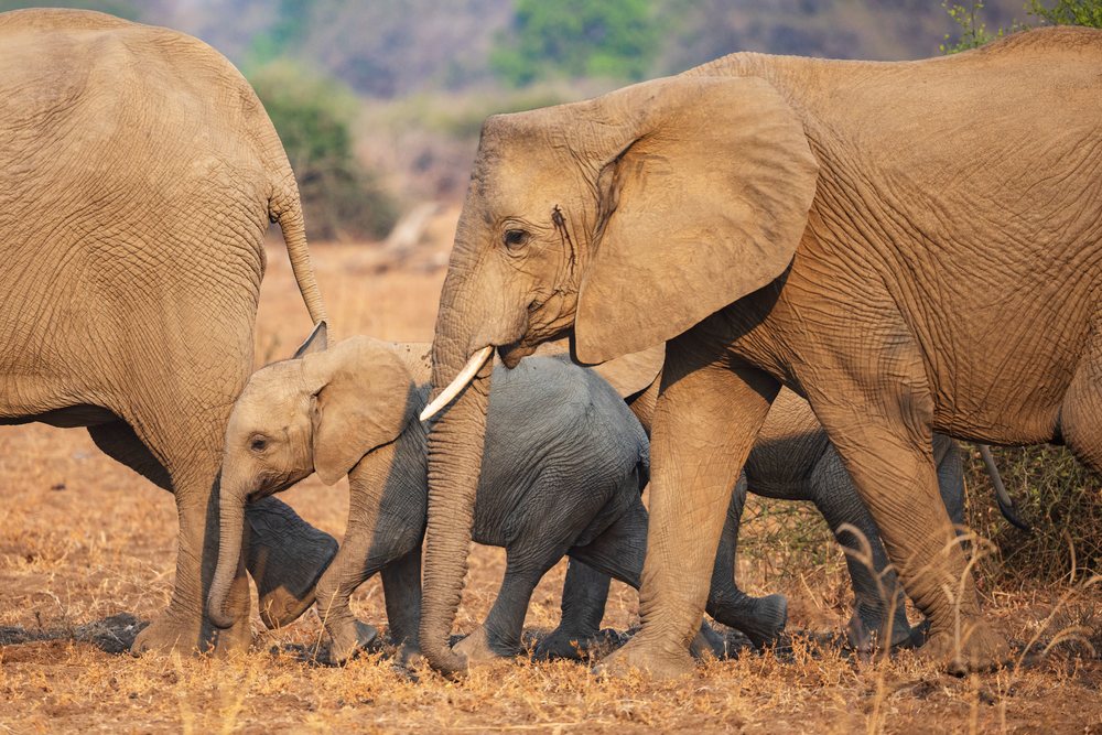 Elephant breeding herd including baby elephants walking on dry grass, Wildlife, Mfuwe, South Luangwa National Park, Zambia.