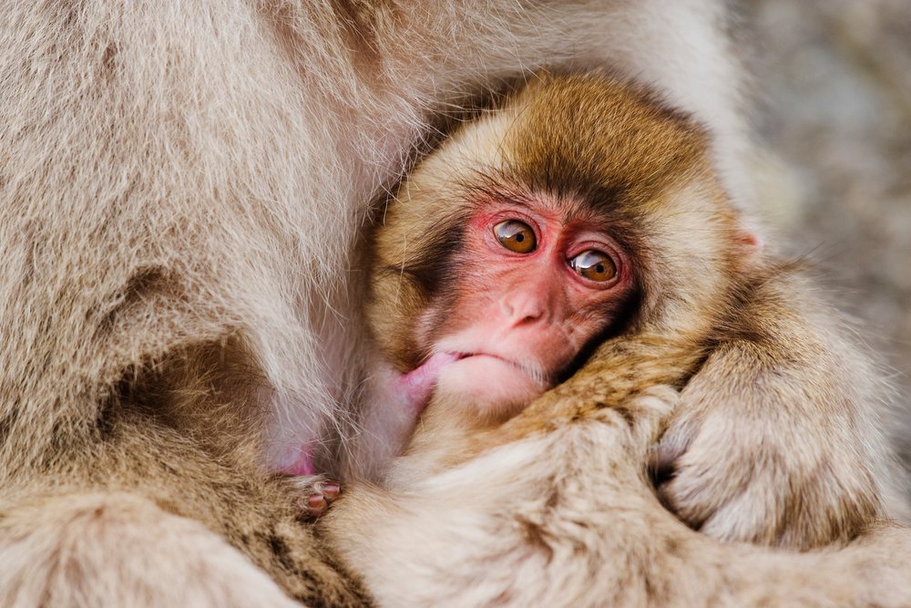 Japanese macaque baby nursing from its mother in a natural outdoor winter setting, Japan, Asia.