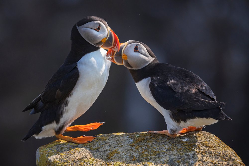 Two North Atlantic puffins engage in a courtship interaction atop a rock in a coastal natural habitat, Landscape, Cityscape, Lifestyle, Elliston, Newfoundland & Labrador, Canada.