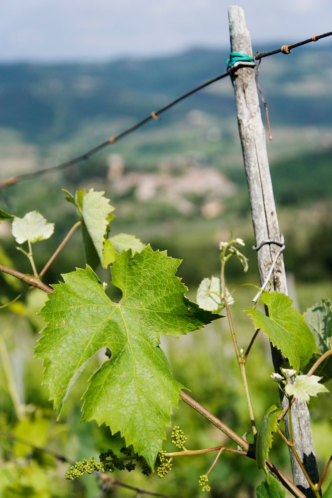 Closeup of a green grape leaf and small immature grape cluster on a vine branch in a Tuscany vineyard with a blurred natural landscape background, Italy.