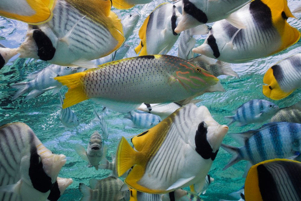 Colorful tropical reef fish swim underwater in clear ocean waters, Tahiti, French Polynesia.