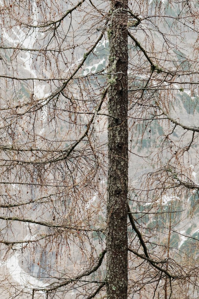 Pine Tree with bare branches and lichen on bark in Krnica Valley with snowy Triglav National Mountain Backdrop, Landscape, Kranjska Gora, Slovenia.