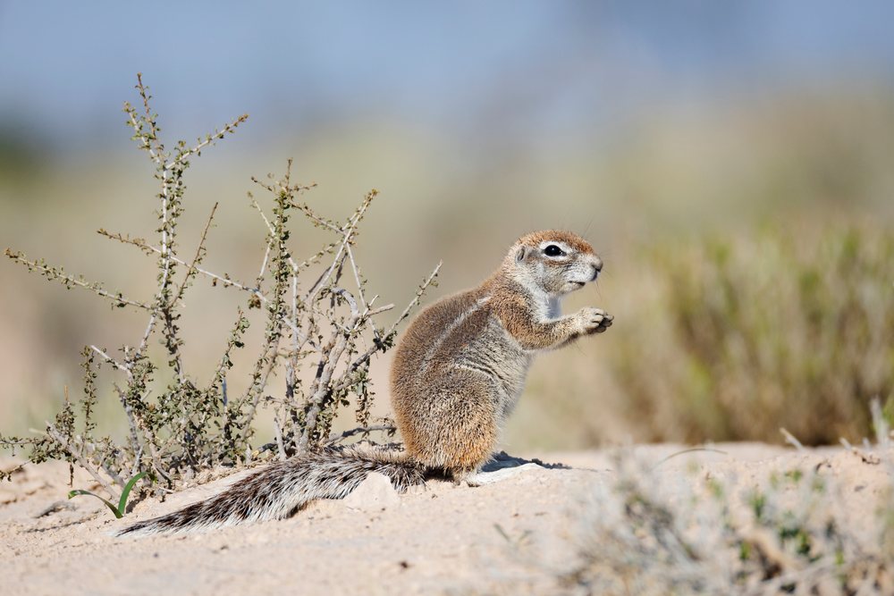 African Ground Squirrel sitting on sandy ground near dry shrubs in the Kalahari Research Center, Wildlife, Vanzylsrus, Northern Cape, South Africa.